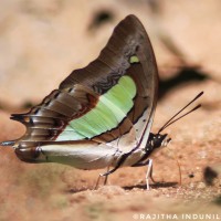 Polyura athamas Drury, 1770